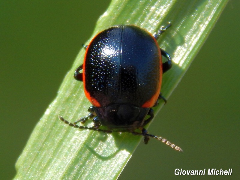 Chrysolina rossia? S., Chrysomelidae